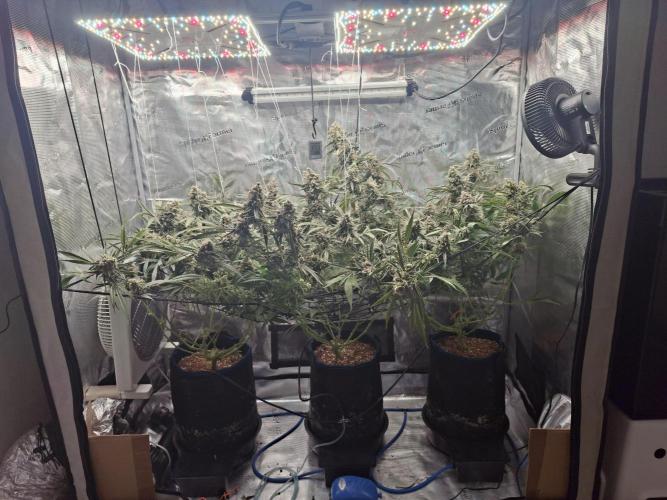 CaH - Steckis @ Coco @ Autopot. Week 15