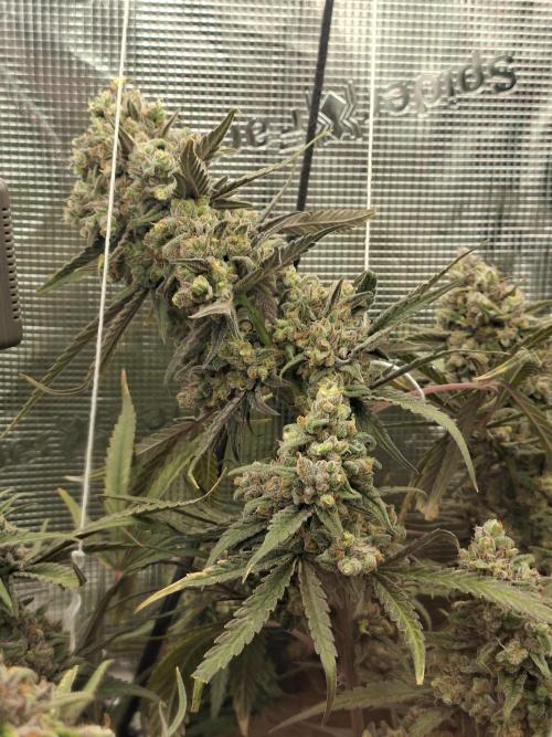 Crescience Wingcommander 900. Week 15