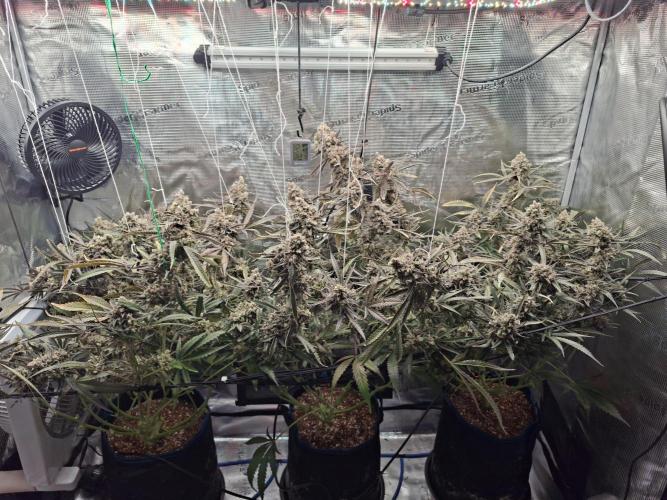 CaH - Steckis @ Coco @ Autopot. Week 16