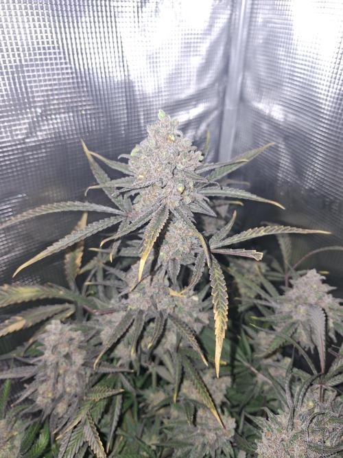 CaH - Steckis @ Coco @ Autopot. Week 16