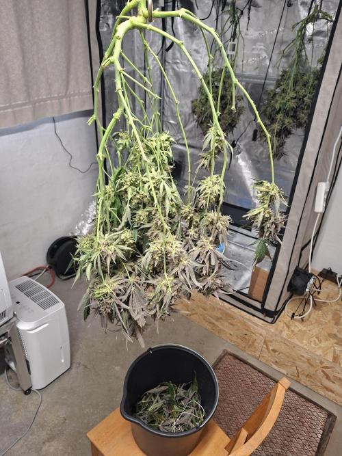CaH - Steckis @ Coco @ Autopot. Week 17