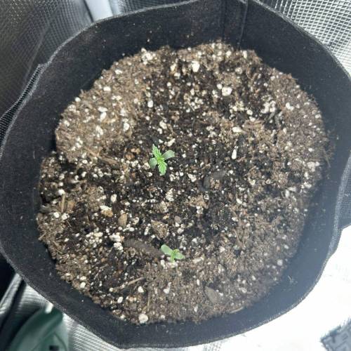 BTTF2 First Grow. Week 0