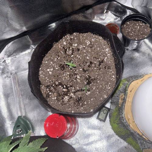 BTTF2 First Grow. Week 0