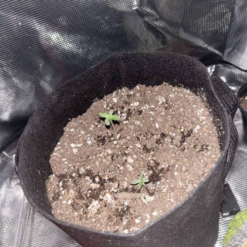 BTTF2 First Grow. Week 0