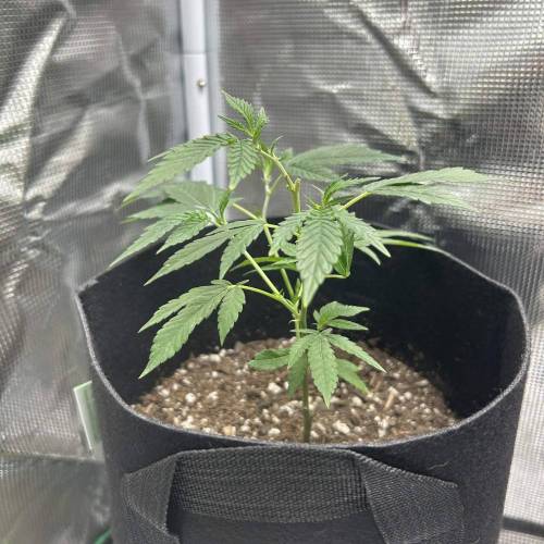 First Grow - Crescendo #11. Week 2