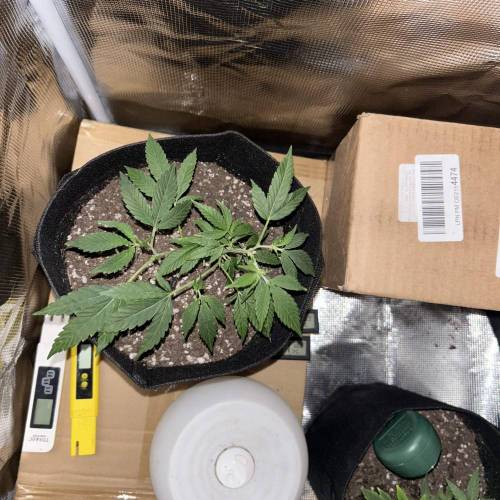 First Grow - Crescendo #11. Week 2