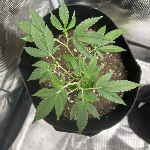 First Grow - Crescendo #11. Week 2