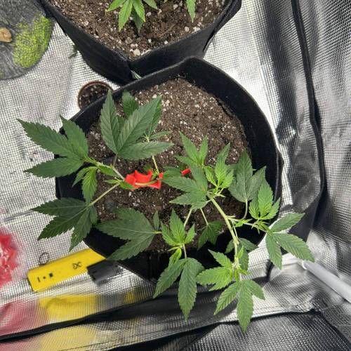 First Grow - Crescendo #11. Week 2