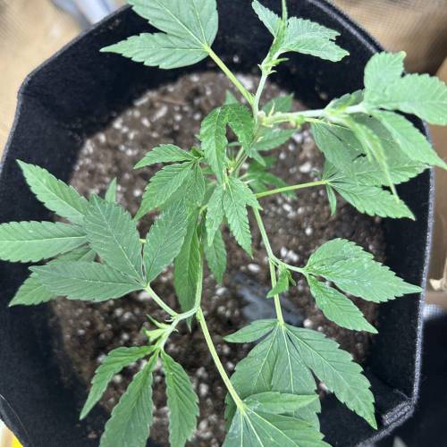 First Grow - Crescendo #11. Week 2