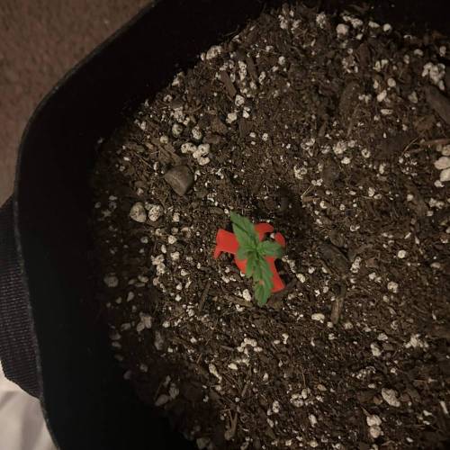 BTTF2 First Grow. Week 1