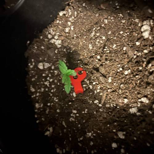 BTTF2 First Grow. Week 1