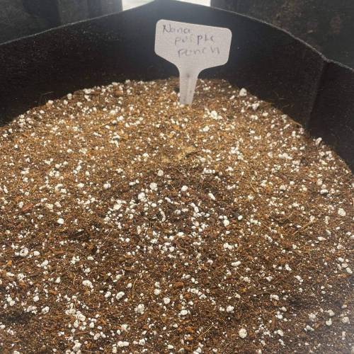 Banana Purple Punch Autos - 1st Grow!. Week 0