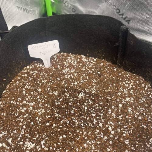 Banana Purple Punch Autos - 1st Grow!. Week 0