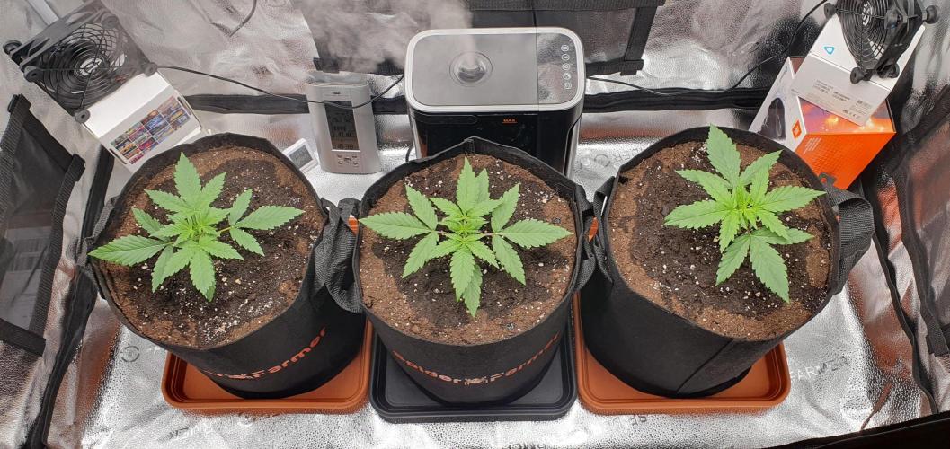 🍒First Growbox Grow Cherry Zoap Auto. Week 2