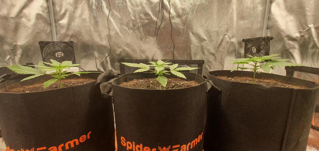 🍒First Growbox Grow Cherry Zoap Auto. Week 2