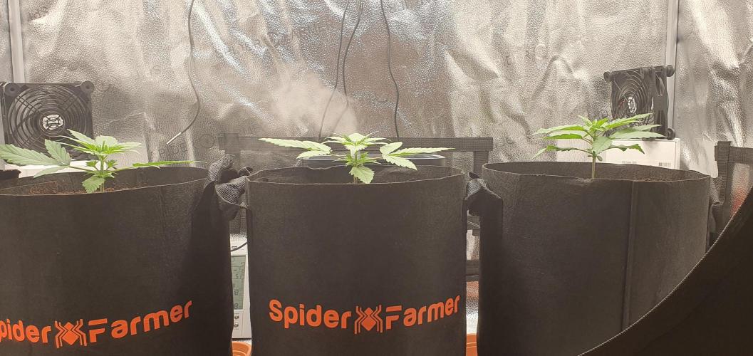 🍒First Growbox Grow Cherry Zoap Auto. Week 2