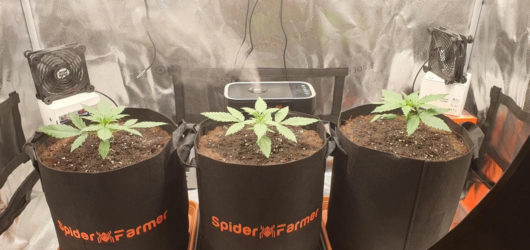 🍒First Growbox Grow Cherry Zoap Auto. Week 2