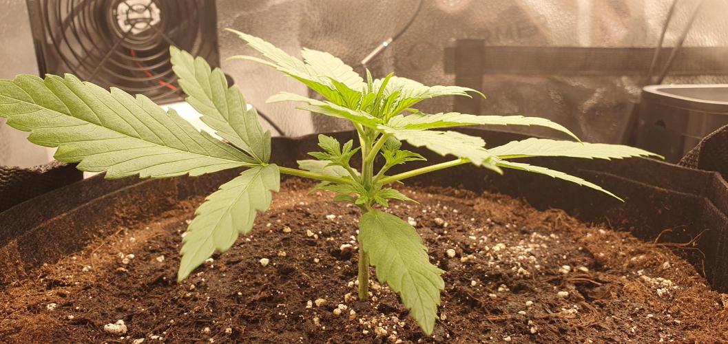 🍒First Growbox Grow Cherry Zoap Auto. Week 2