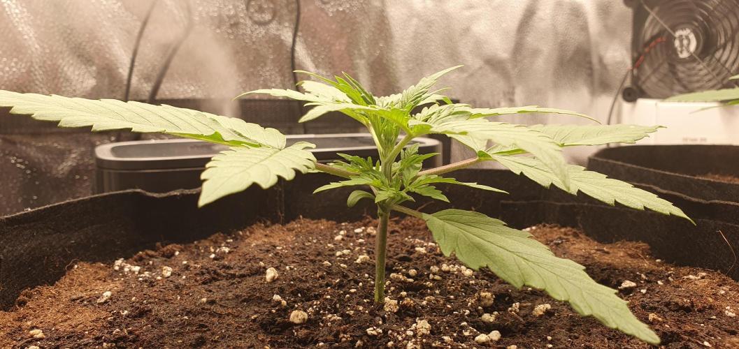 🍒First Growbox Grow Cherry Zoap Auto. Week 2