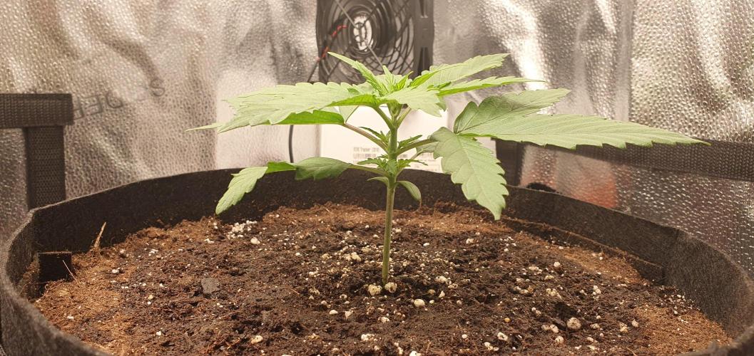 🍒First Growbox Grow Cherry Zoap Auto. Week 2