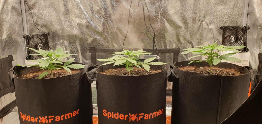 🍒First Growbox Grow Cherry Zoap Auto. Week 2 - 2 Days Later