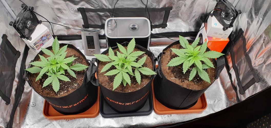 🍒First Growbox Grow Cherry Zoap Auto. Week 2 - 2 Days Later