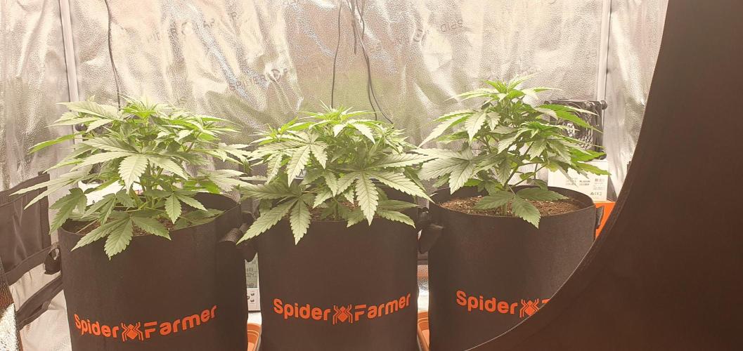 🍒First Growbox Grow Cherry Zoap Auto. Week 3