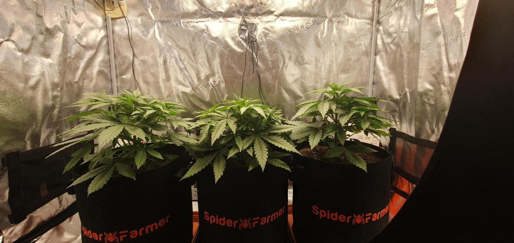 🍒First Growbox Grow Cherry Zoap Auto. Week 3