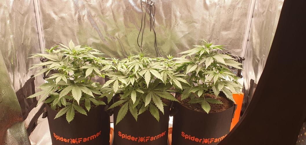 🍒First Growbox Grow Cherry Zoap Auto. Week 3 - 2 Days Later
