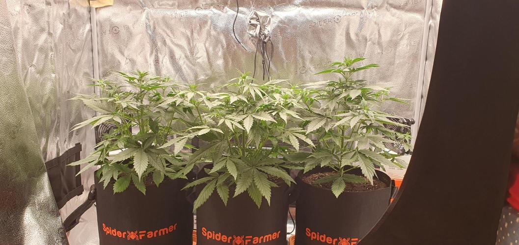 🍒First Growbox Grow Cherry Zoap Auto. Week 3 - 4 Days Later