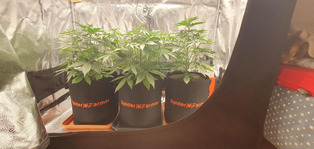 🍒First Growbox Grow Cherry Zoap Auto. Week 3 - 4 Days Later