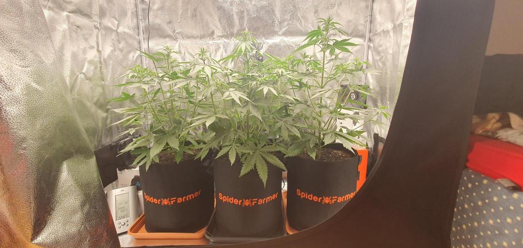 🍒First Growbox Grow Cherry Zoap Auto. Week 4