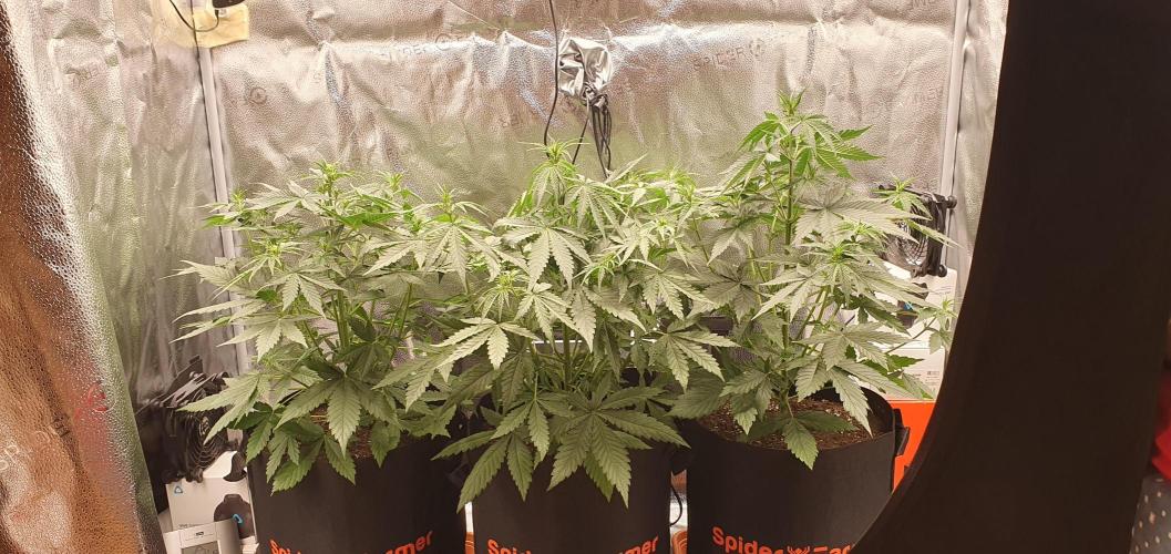 🍒First Growbox Grow Cherry Zoap Auto. Week 4