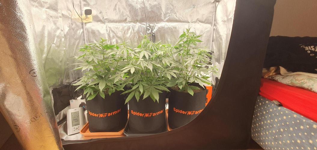 🍒First Growbox Grow Cherry Zoap Auto. Week 4