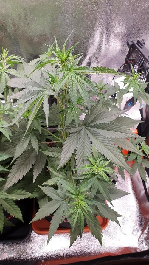 First ever Growbox Grow Cherry Zoap Auto