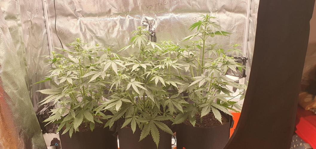 🍒First Growbox Grow Cherry Zoap Auto. Week 4 - 2 Days Later