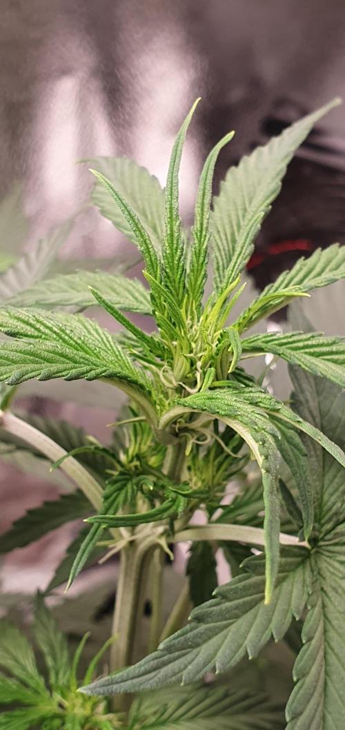 🍒First Growbox Grow Cherry Zoap Auto. Week 4 - Flowering Starting soon