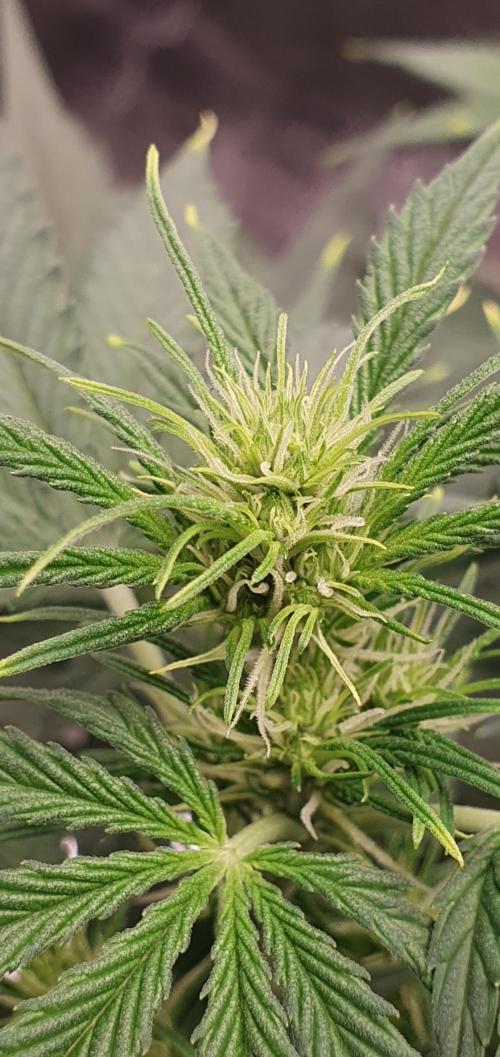 🍒First Growbox Grow Cherry Zoap Auto. Week 4 - Flowering Starting soon
