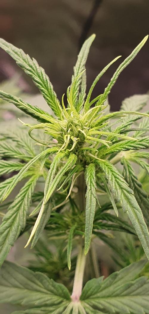🍒First Growbox Grow Cherry Zoap Auto. Week 4 - Flowering Starting soon