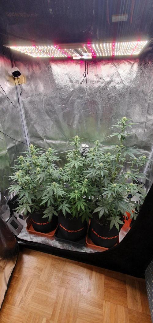 🍒First Growbox Grow Cherry Zoap Auto. Week 5