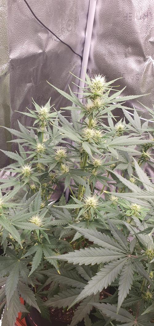 🍒First Growbox Grow Cherry Zoap Auto. Week 5