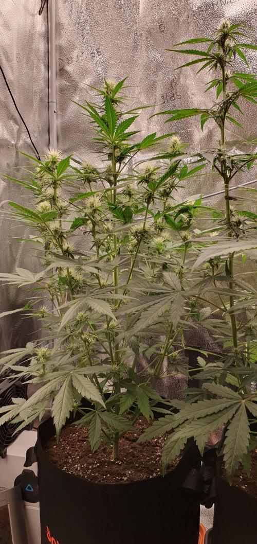 🍒First Growbox Grow Cherry Zoap Auto. Week 5