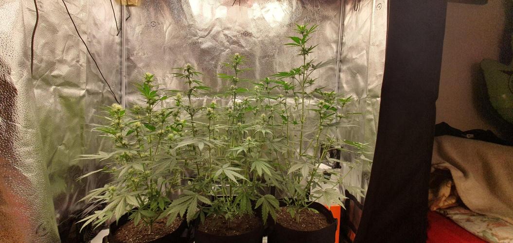 🍒First Growbox Grow Cherry Zoap Auto. Week 5