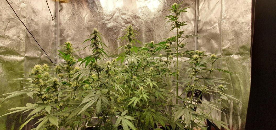 🍒First Growbox Grow Cherry Zoap Auto. Week 6