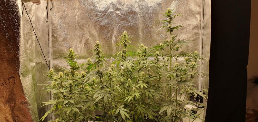 🍒First Growbox Grow Cherry Zoap Auto. Week 6