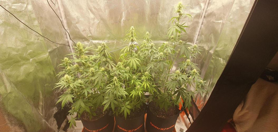 🍒First Growbox Grow Cherry Zoap Auto. Week 6 - 1 Day Later