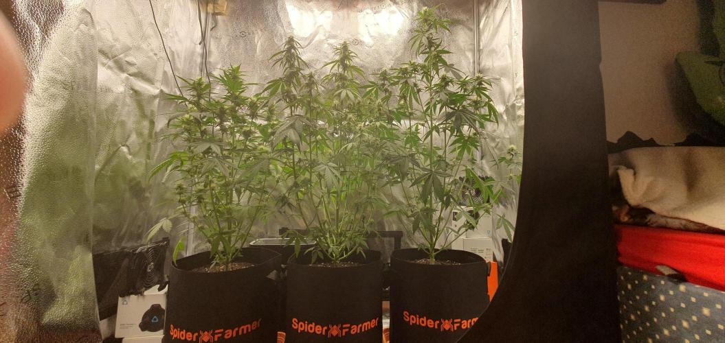 🍒First Growbox Grow Cherry Zoap Auto. Week 6 - 1 Day Later