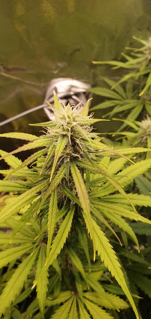 🍒First Growbox Grow Cherry Zoap Auto. Week 6 - 4 Days Later