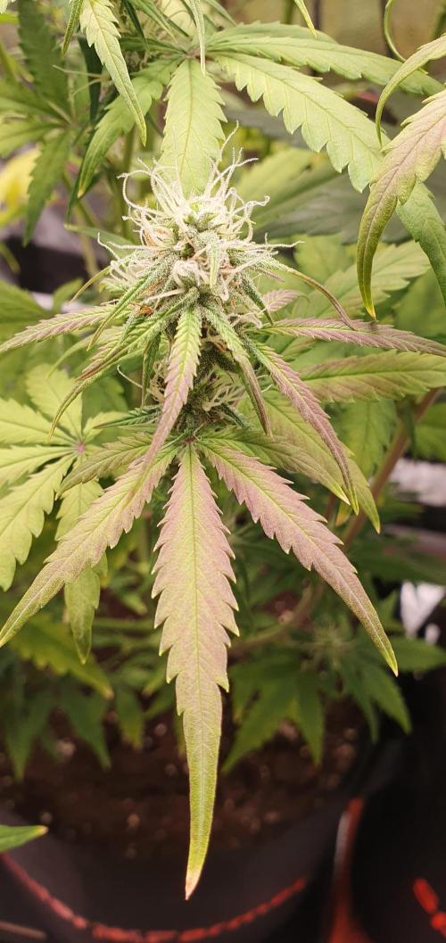 🍒First Growbox Grow Cherry Zoap Auto. Week 6 - 4 Days Later