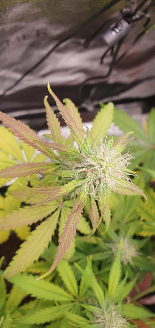 🍒First Growbox Grow Cherry Zoap Auto. Week 6 - 4 Days Later
